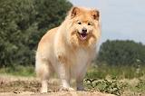 CHIEN FINNOIS DE LAPONIE 724